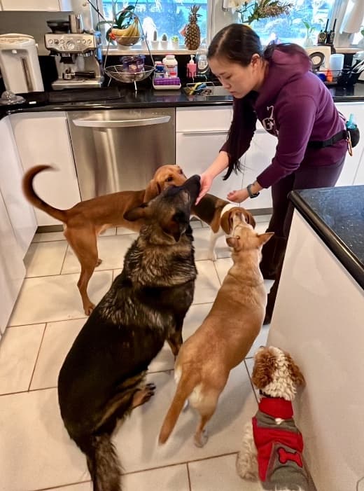 Jess with client dogs
