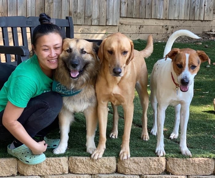Training session with multiple dogs